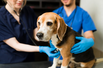 Dogs With Upper Respiratory Infections: Symptoms, Causes, & Treatments