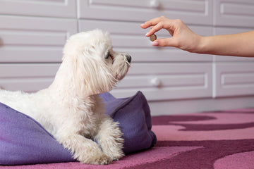 Human feeding chewable tablet to dog