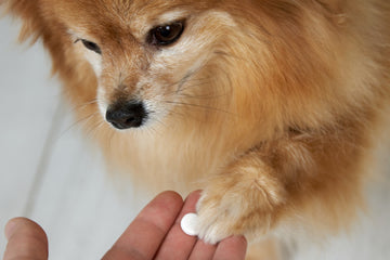 Metronidazole For Dogs: Everything You Need To Know