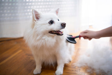 Small white dog being brushed by owner 