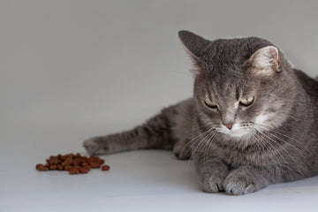  Gray cat looking off in distance, sitting next to pile of kibble, displaying symptoms of acid reflux 