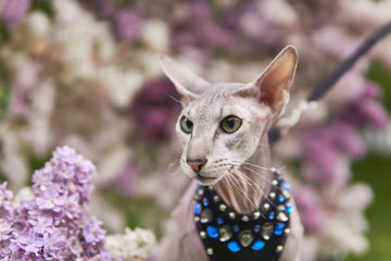 Close-up of Peterbald walking outdoors among purple flowers with a harness on
