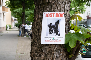 Lost dog sign on a tree