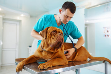 How Dutch Hires Veterinarians And Ensures High Standards Of Care Through Telemedicine