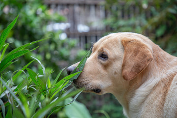 Image of a dog smelling an outdoor plant.
