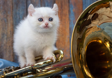 Tiny Kinkalow kitten standing on a tuba