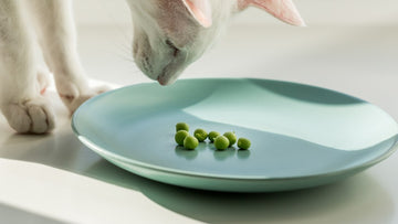 Cat looking at a plate of peas