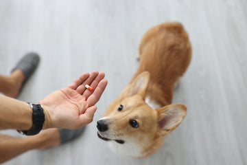 Image of owner administering prescription to dog