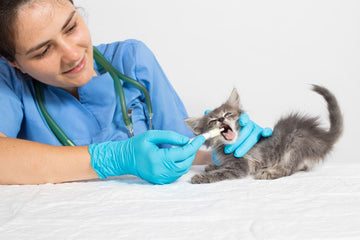 Veterinarian treating a kitten with worms