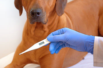 Veterinarian holding a thermometer in front of dog