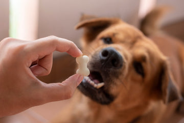 Dog eating probiotic