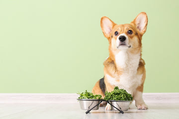 Picture of a dog with herbs/plants in their food bowl