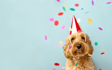Golden Doodle dog celebrating birthday - wearing bday hat with confetti falling in the background