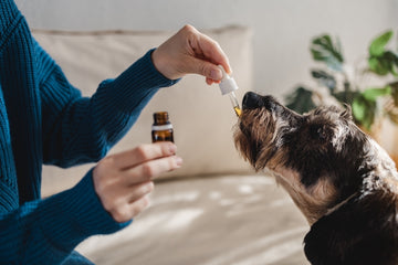 Dog owner’s hand administering liquid medicine via dropper into terrier’s mouth