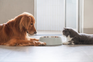 Cat and dog looking at a bowl of food
