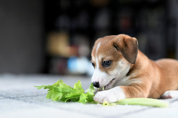 Can Dogs Eat Celery?