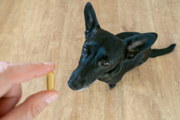 Owner holding out fish oil supplement in front of dog