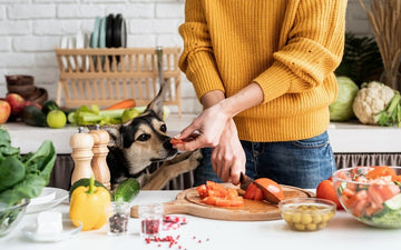 Owner feeding dog a slice of tomato while prepping food