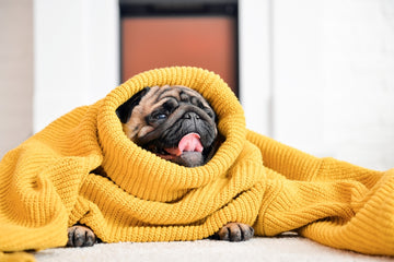 Smiling pug sticking its tongue out while wrapped up in a knit yellow blanket