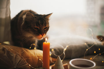 Are Candles Safe For Pets?