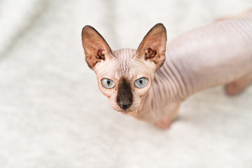 Naked Cat Breeds: Which Cat Breeds Are Hairless?