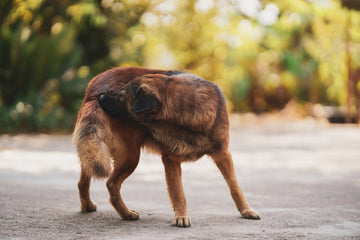 What Is Seborrhea In Dogs?