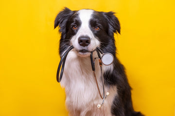 Border collie holding a stethoscope in its mouth, sitting in front of yellow backdrop