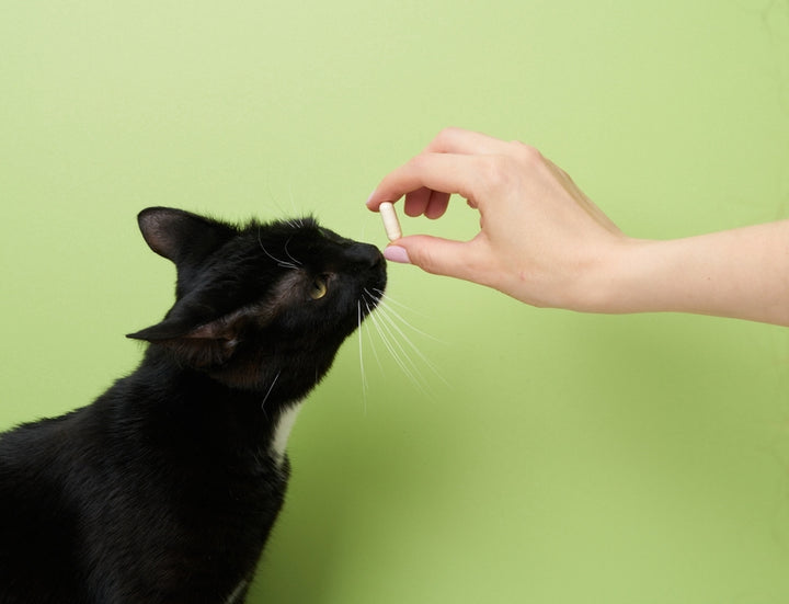 Prednisone For Cats Treatment & Side Effects Dutch