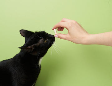 Cat owner’s hand administering oral pill to black cat in front of lime green backdrop