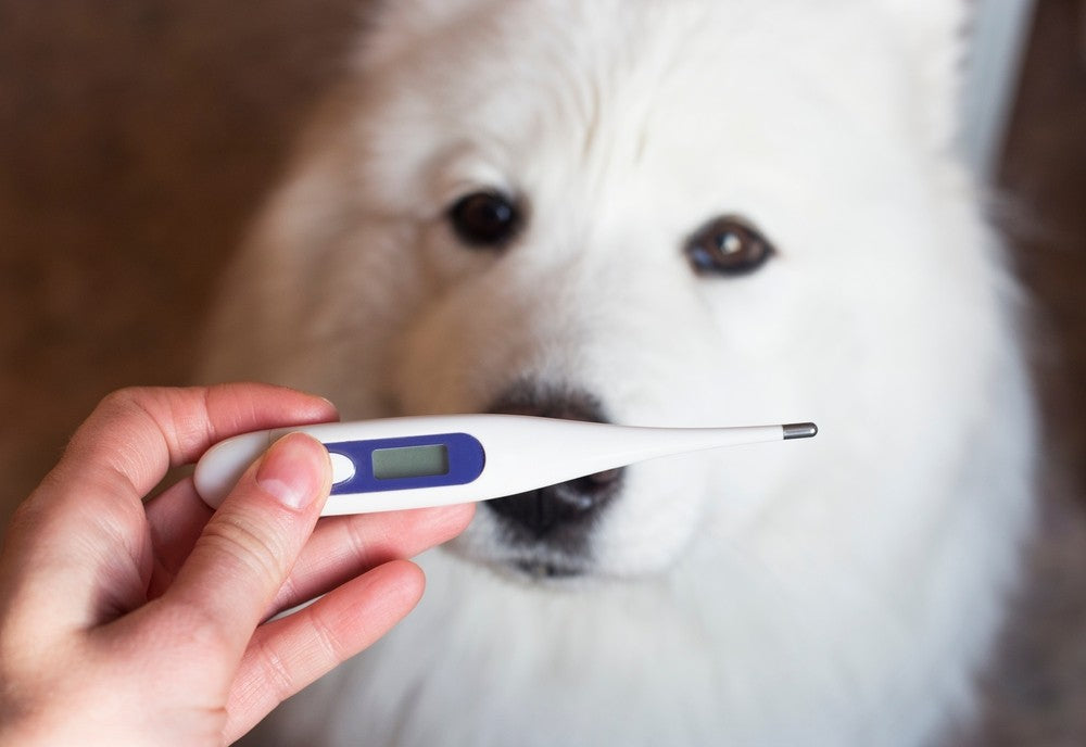My Dog Has A Fever: Causes And Treatment Options | Dutch
