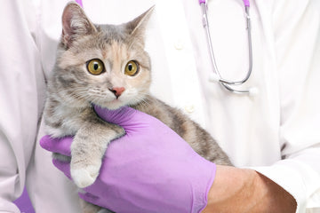 Cat being held by vet 