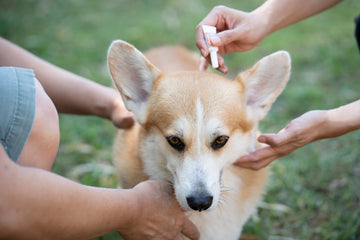 Dog owners applying flea treatment to corgi