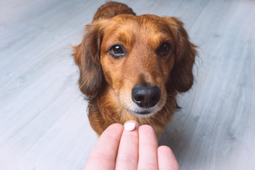 Owner holding antibiotic pill on the finger to give to dog 