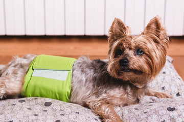 Female Yorkshire terrier wearing a period diaper