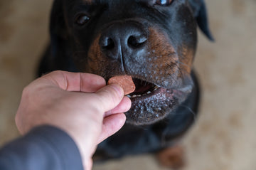  Dog being fed monthly preventative tablet by owner