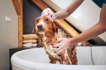 Dog getting a flea shampoo bath