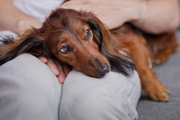 Giardia In Dogs (Symptoms, Causes & Treatment)