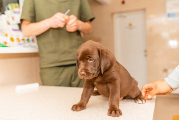 Vet preparing to administer DA2PP vaccine to brown labrador puppy