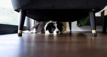 Anxious dog hiding under table