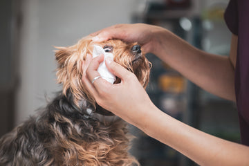 Dog getting eye cleaned by owner