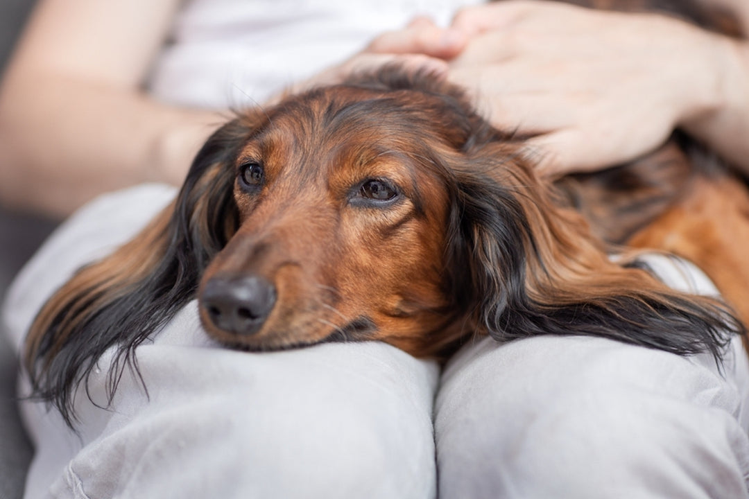 Vitamin D Toxicity in Dogs (Symptoms & Treatment) Dutch