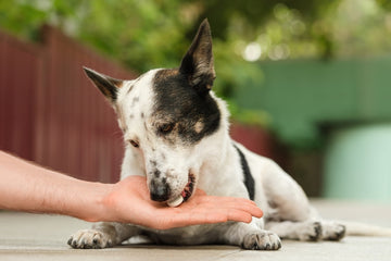 Dog owner’s hand held out to dog eating antibiotic 