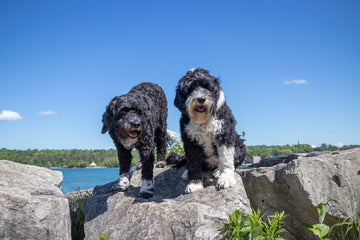 Two Portuguese Water dog's standing on rocks