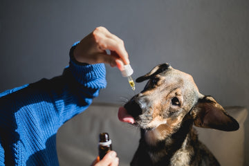 Pet parent administering medicine to their dog