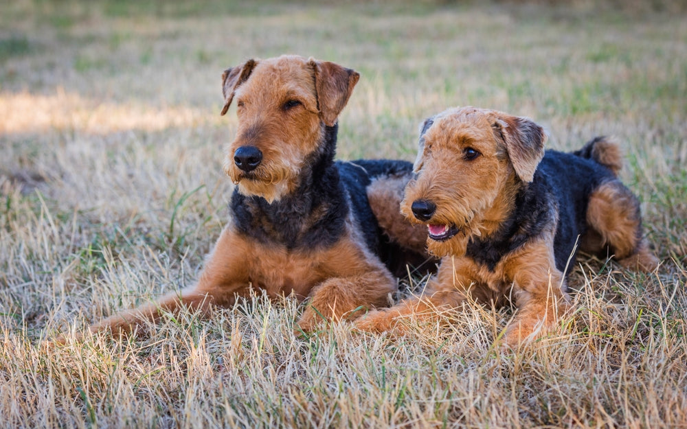 Airedale Terrier: Pet Profile (Breed Overview) | Dutch
