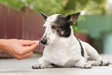 Dog laying on ground being handed a pill by owner