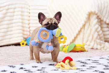 french bull dog with toy in their mouth