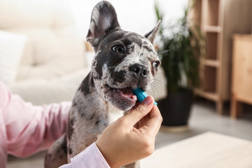 Owner brushing dog’s teeth