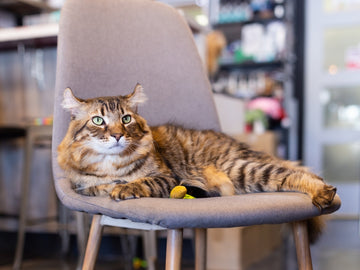 Highlander cat sitting on an office chair