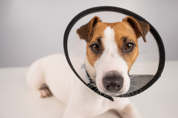 Jack Russell terrier wearing cone